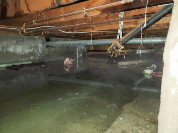 Best Flood damage cleanup  in Ironwood, MI